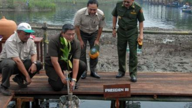 SBY menanam bakau di Muara Angke