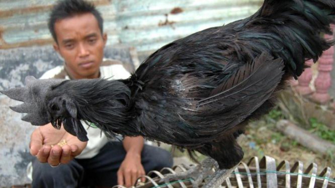 ayam Cemani jantan dewasa yang sering dipakai untuk sesajen