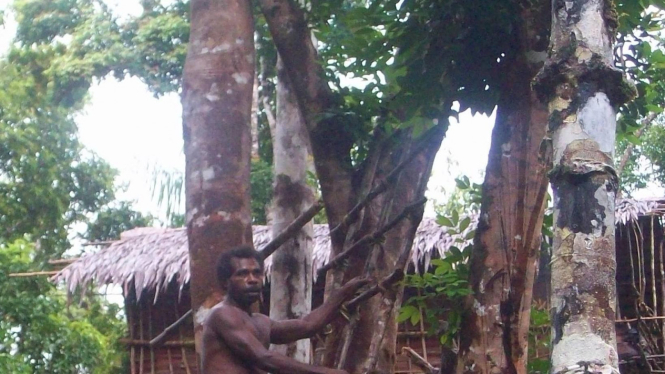 Suku terasing tinggal di atas pohon