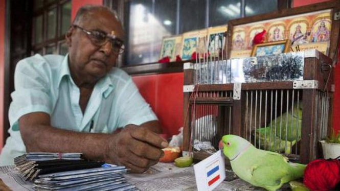 Mani, burung parkit dari Singapura.