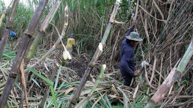 Petani tebu.