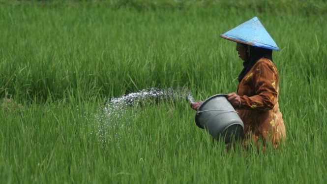 Petani sedang memupuk padi.