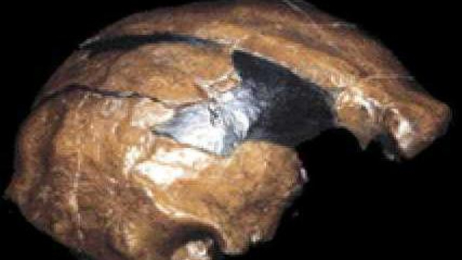 Fosil Homo erectus