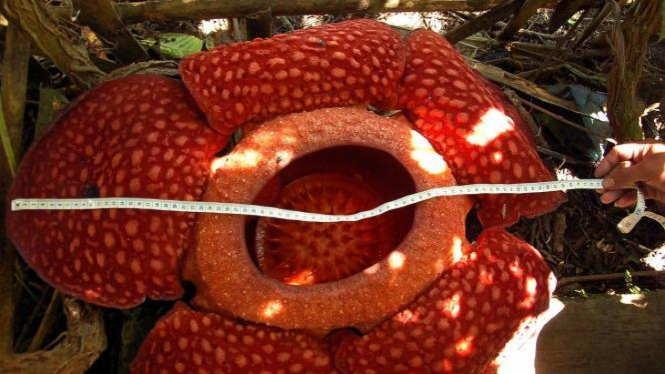 Bunga Rafflesia Arnoldi 