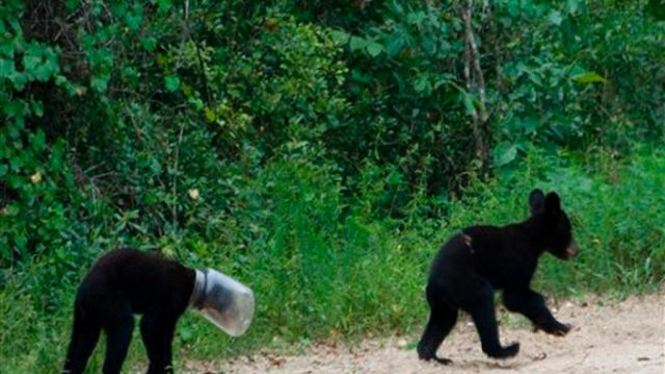 Seekor beruang madu di Florida, AS, saat masih terjebak dalam toples plastik