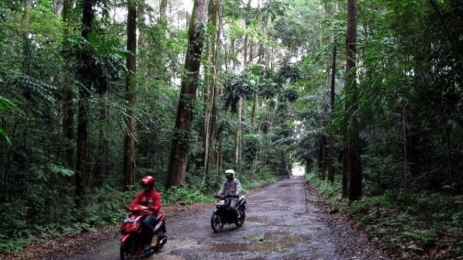 Hutan Pusat Riset Kehutanan Internasional (Cifor) di Sindang Barang, Bogor