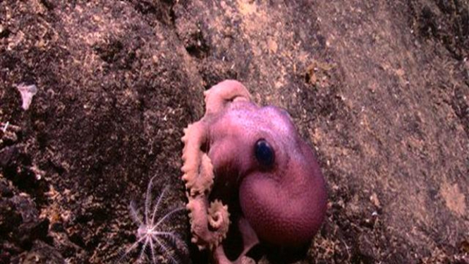 Spesies unik yang baru ditemukan di bawah laut Indonesia