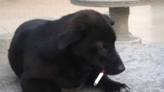 Blackie, anjing yang dilatih untuk merokok