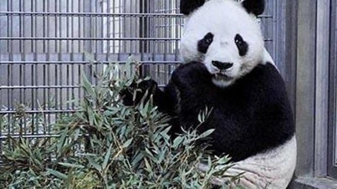 Panda Xing Xing