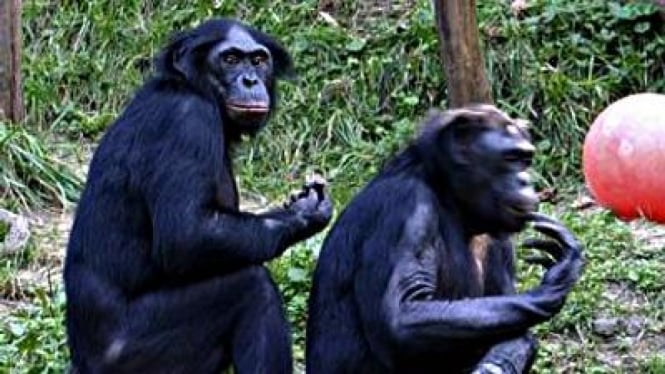Simpanse Bonobo