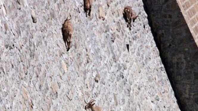 Foto nekat kambing Ibex merayap di dinding curam