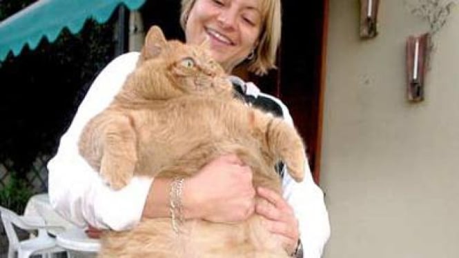 Kucing yang mengalami obesitas