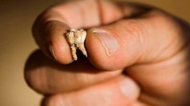 Penemuan gigi manusia purba di Israel