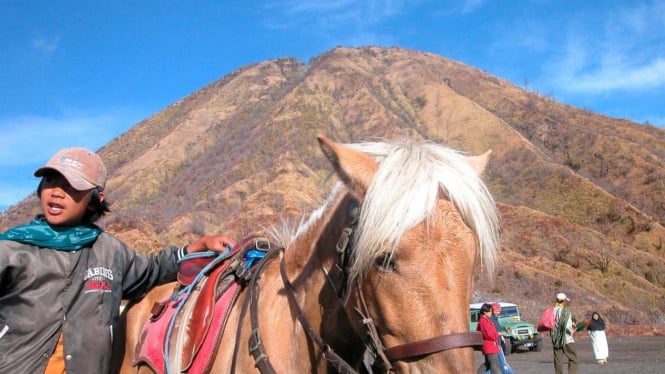 Kuda Gunung Bromo