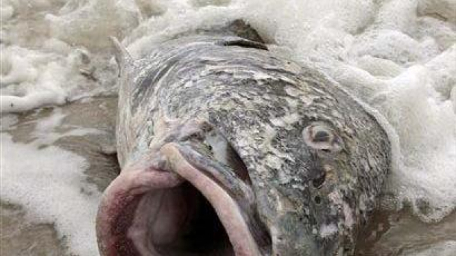 Ikan Drum mati di Arkansas, AS