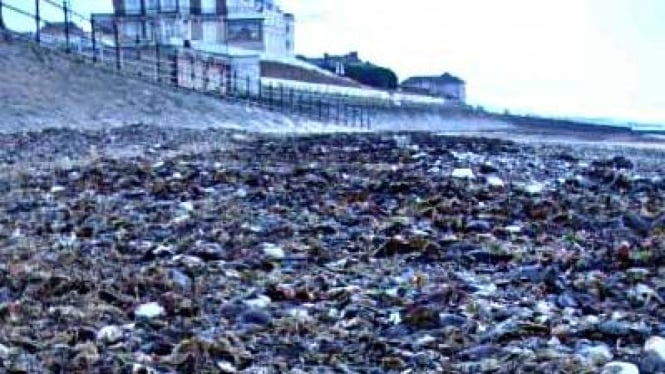 Puluhan ribu Kepiting mati di pantai Inggris 