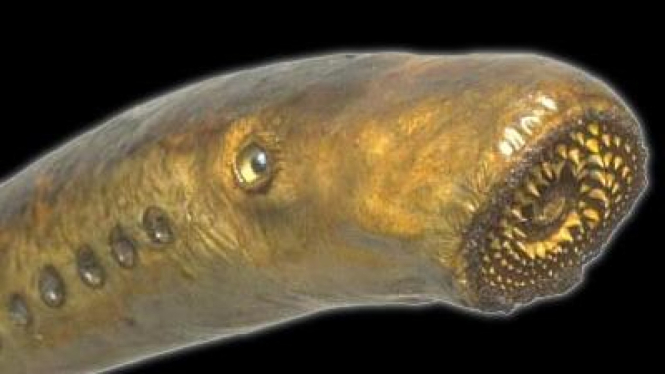 Petromyzon marinus, sea lamprey, belut laut atau lintah