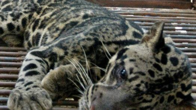 Macan dahan Sumatera (Neofelis diardi diardi) ditemukan di Aceh