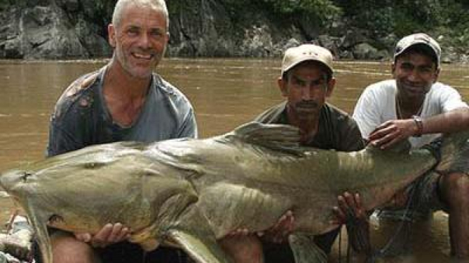 Ikan raksasa, Bagarius yarrelli atau River Yeti
