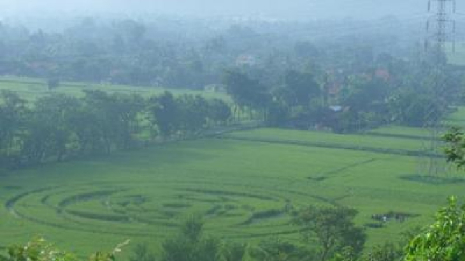 Fenomena crop circle atau diduga jejak UFO di Sleman, DIY