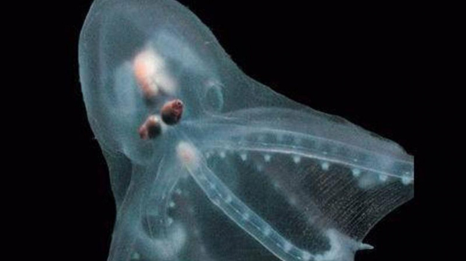 Hewan laut yang hidup di palung Mariana, tempat terdalam di bumi