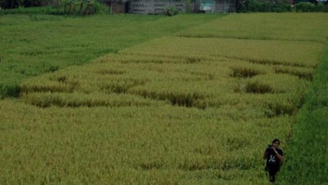 Crop circle yang baru ditemukan, di Wanujoyo, Piyungan, Bantul