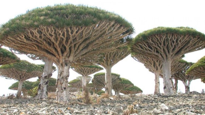 Pulau Socotra