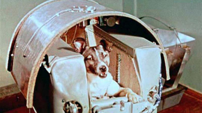 Laika, anjing pertama yang ke luar angkasa.