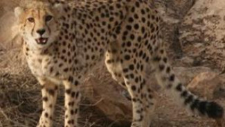 Afsel Kirim Cheetah ke India dan Mozambik, Proses Antarnya Berbahaya