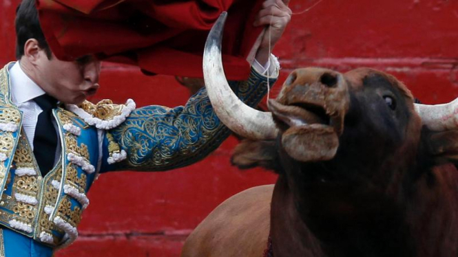 Matador beraksi melawan banteng.