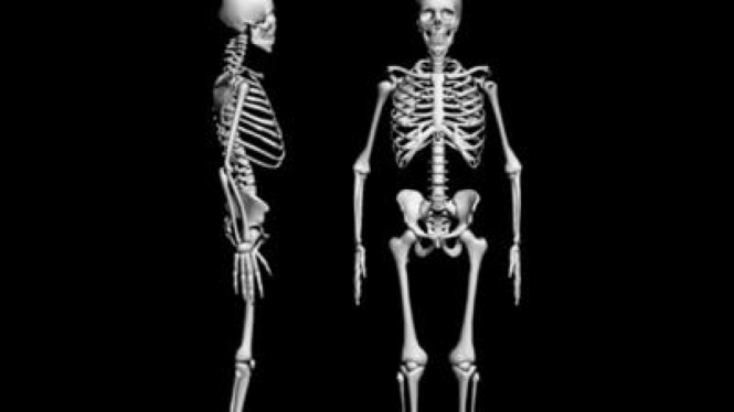 Struktur tulang manusia