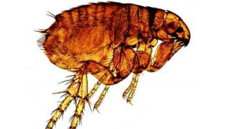 Misteri Lompatan Kutu Loncat Terpecahkan