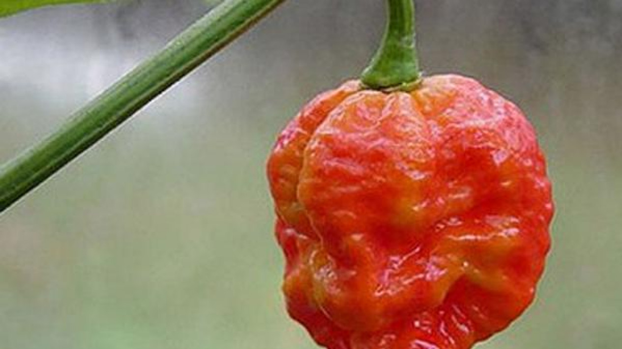 Foto Sensasi Cabai Terpedas di Dunia