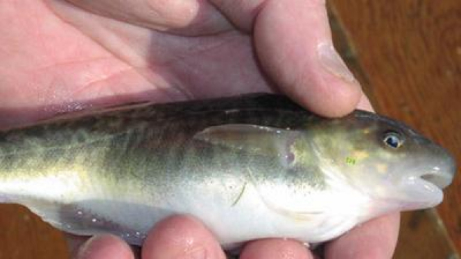 Tomcod, ikan yang mampu hidup di perairan beracu