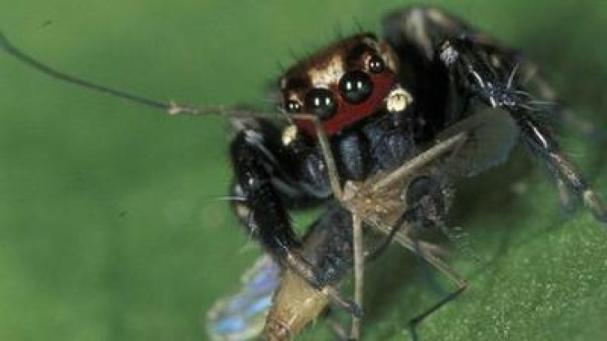 Laba-laba penghisap darah penggemar bau kaki manusia.
