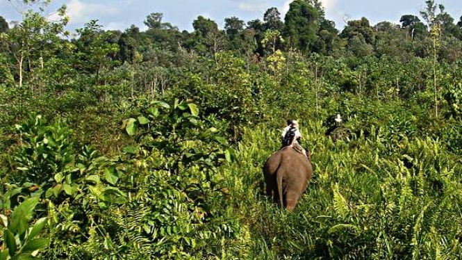 Taman Nasional Tesso Nilo (credit: Wikipedia)