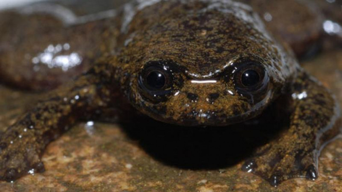 Spesies unik di Kalimantan, Katak Borneo Kepala Rata