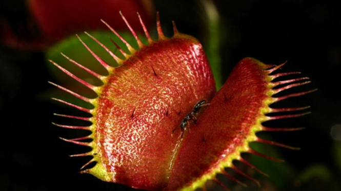 Venus Flytrap