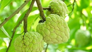 12 Manfaat Buah Srikaya, Mampu Turunkan Tekanan Darah dan Kolesterol