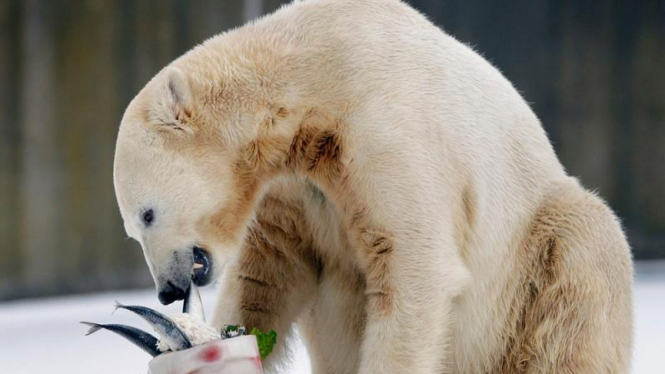 Knut, beruang kutub kebun binatang Berlin