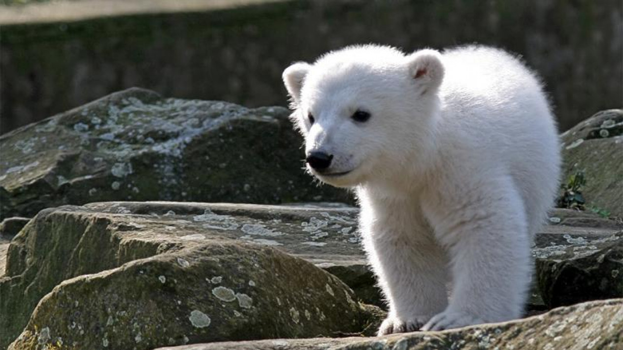 Kutub gambar beruang Foto