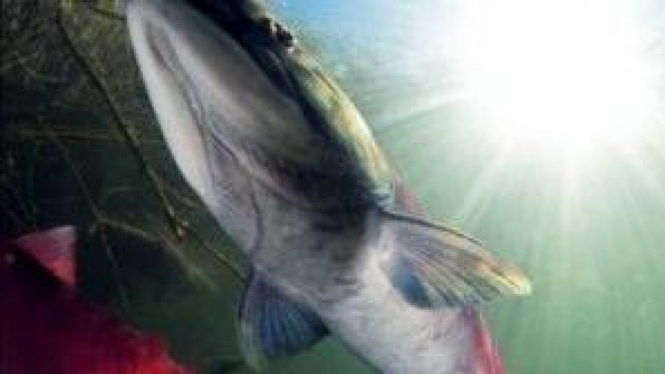 Chilko salmon, spesies ikan yang mampu beradaptasi dengan kanaikan suhu air.
