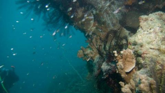 terumbu karang di laut Kepulauan Seribu, Jakarta