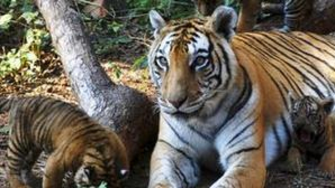 Harimau India populasinya meningkat, namun habitatnya menyusut
