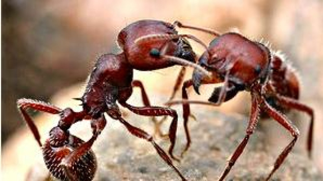 Semut Merah <I>Pogonomyrmex barbatus</I>
