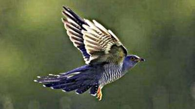 Burung cuckoo, sejenis burung tekukur