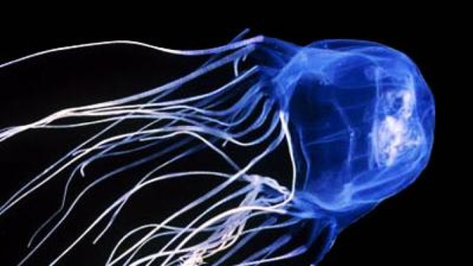 Box jellyfish, ubur-ubur kotak atau Chironex fleckeri, hewan paling beracun