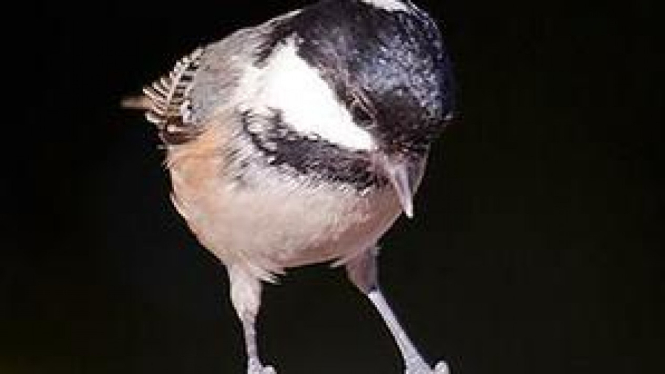 Burung kota memiliki otak yang lebih besar dibanding burung desa.