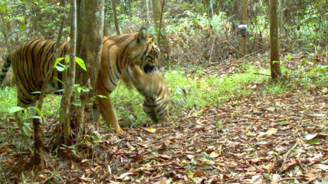 Harimau Sumatera yang langka terekam di video (Ali Azumar, Riau)