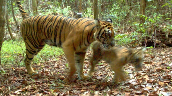 Harimau Sumatera yang langka terekam di video (Ali Azumar, Riau)
